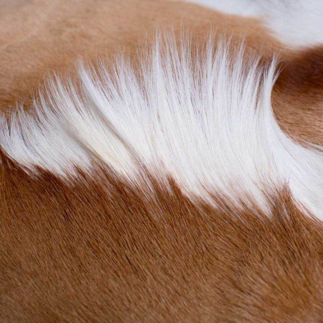 Peau de springbok naturelle