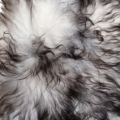 Maison Thuret - Heather Gray Icelandic Sheepskin