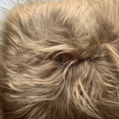 Maison Thuret - Coussin En Peau De Mouton Islandais Taupe